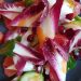 Salade endives rouges concombre et grenade réduction de jus de pamplemousse